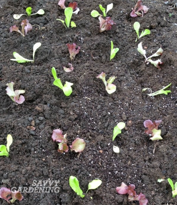 3 ways to grow more food this year