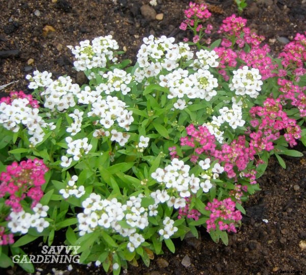 3 ways to grow more food this year