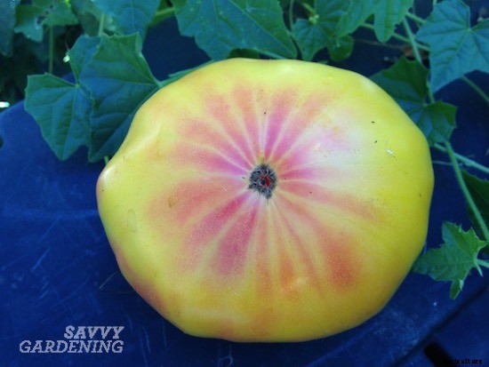 Heirloom tomato varieties for your garden