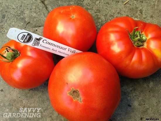 Heirloom tomato varieties for your garden