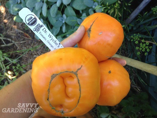 Heirloom tomato varieties for your garden