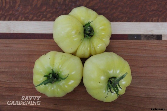 Heirloom tomato varieties for your garden