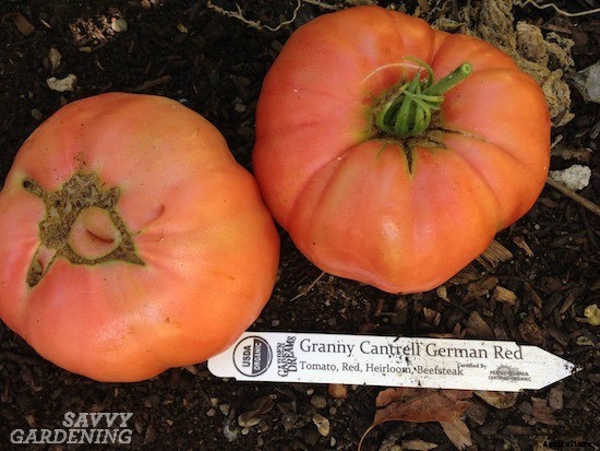 Heirloom tomato varieties for your garden