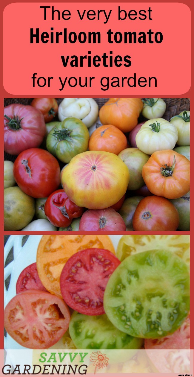 Heirloom tomato varieties for your garden