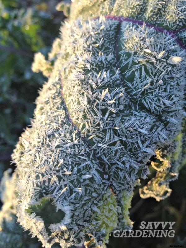 Vegetables that taste better after a frost: Niki’s handy cheat sheet!