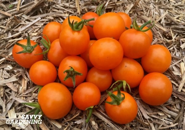 Terrific tomatoes: top tomato picks from some of our favourite folks!