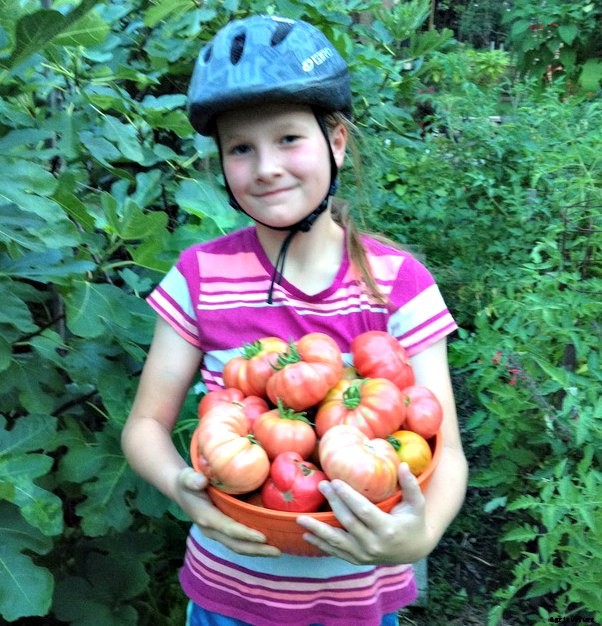 Terrific tomatoes: top tomato picks from some of our favourite folks!