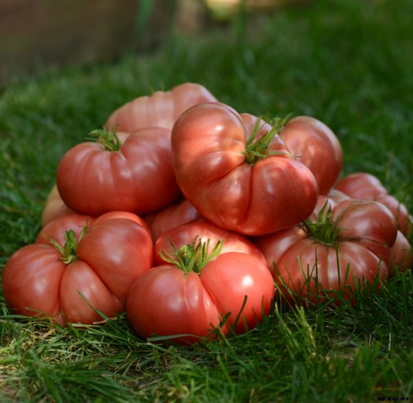 Terrific tomatoes: top tomato picks from some of our favourite folks!