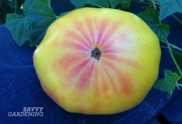 Terrific tomatoes: top tomato picks from some of our favourite folks!