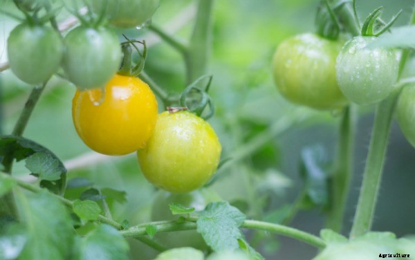 Terrific tomatoes: top tomato picks from some of our favourite folks!