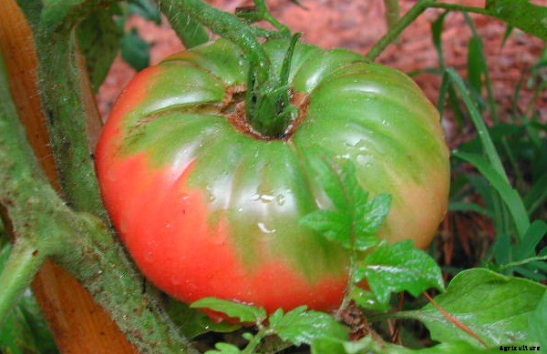 Terrific tomatoes: top tomato picks from some of our favourite folks!