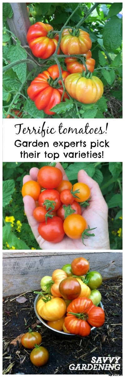 Terrific tomatoes: top tomato picks from some of our favourite folks!