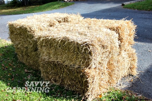 Vegetable gardening for fall: a checklist