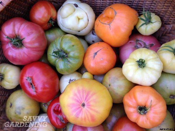Show us your heirloom tomatoes