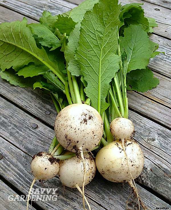 Succession planting: 3 crops to plant in early August