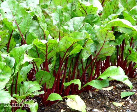 Succession planting: 3 crops to plant in early August