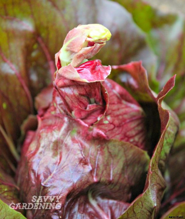 Bolting lettuce: when good lettuce goes bad