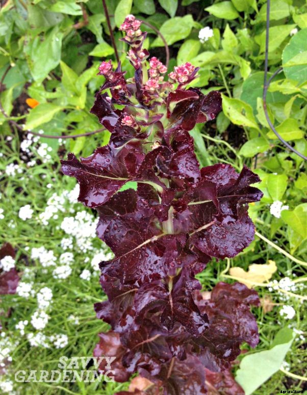 Bolting lettuce: when good lettuce goes bad