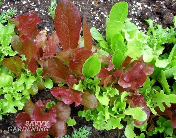 Vegetables for shade: Niki’s top picks!