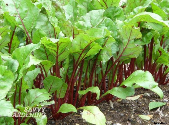 Vegetables for shade: Niki’s top picks!