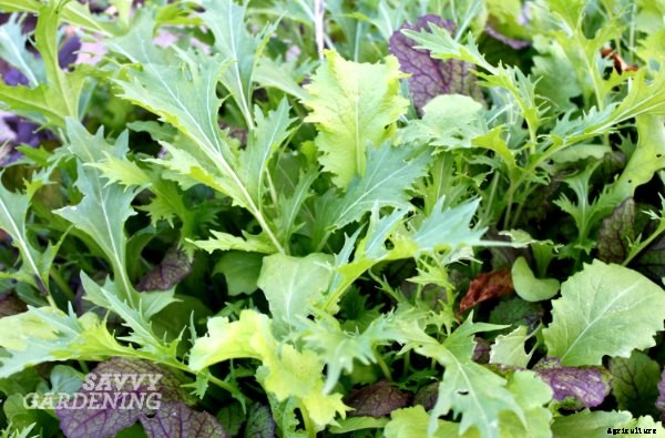 Vegetables for shade: Niki’s top picks!