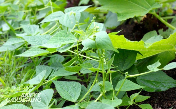 Vegetables for shade: Niki’s top picks!