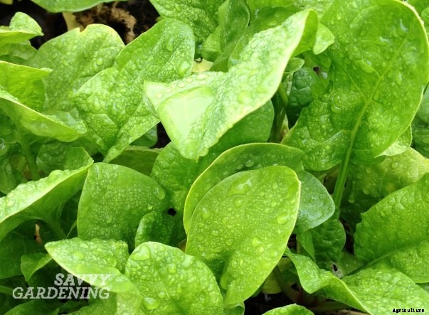 Vegetables for shade: Niki’s top picks!