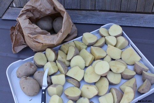 Grow potatoes in small spaces with 7 easy steps