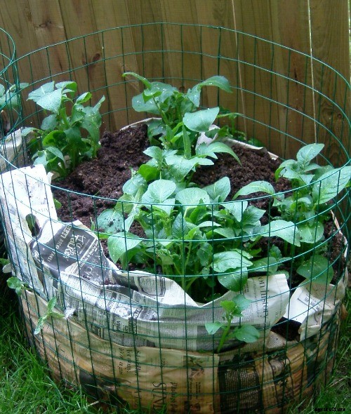 Grow potatoes in small spaces with 7 easy steps