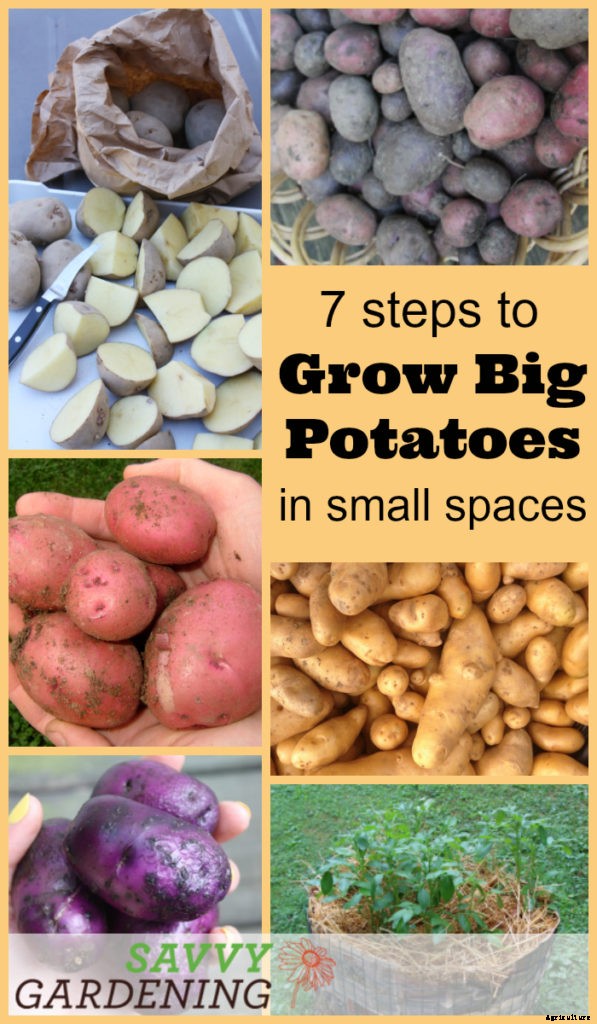 Grow potatoes in small spaces with 7 easy steps