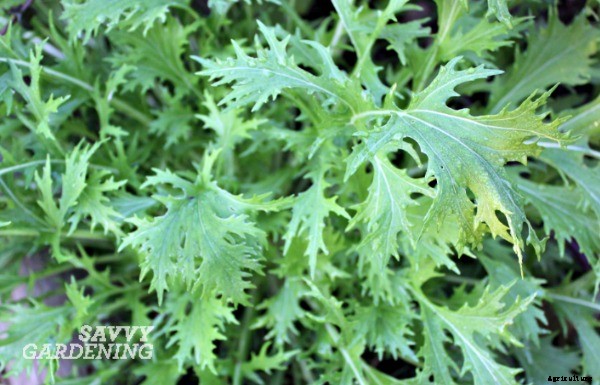 Growing salad greens: three unusual picks