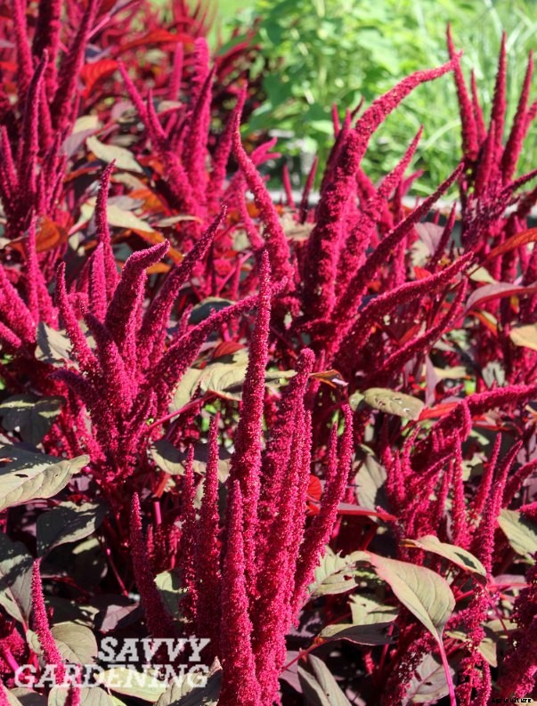 Growing salad greens: three unusual picks