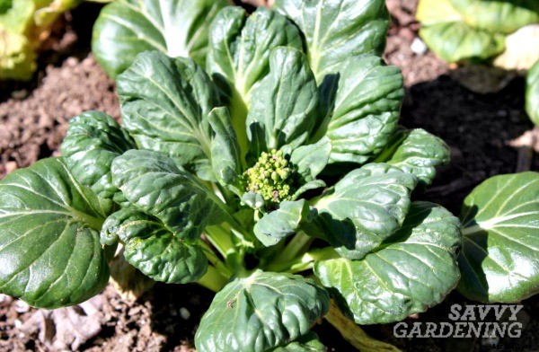 Growing salad greens: three unusual picks