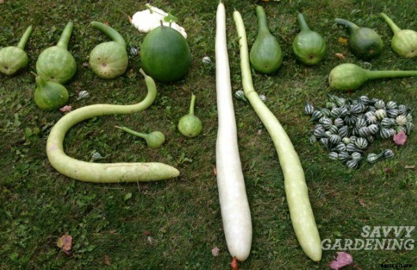 Growing gourds is fun!