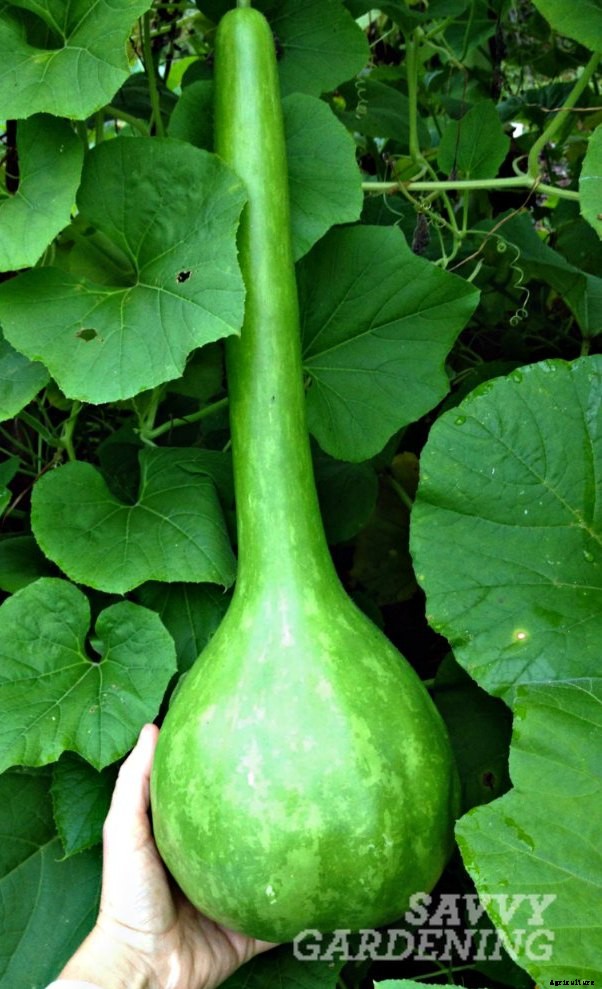 Growing gourds is fun!