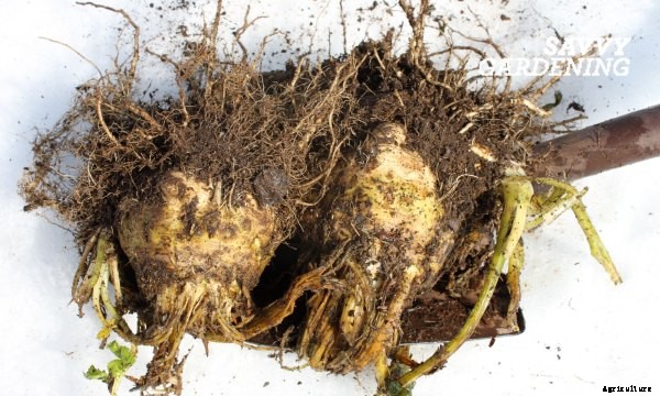 Growing Celeriac