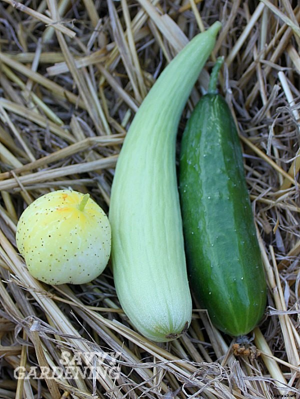 Unusual cucumbers