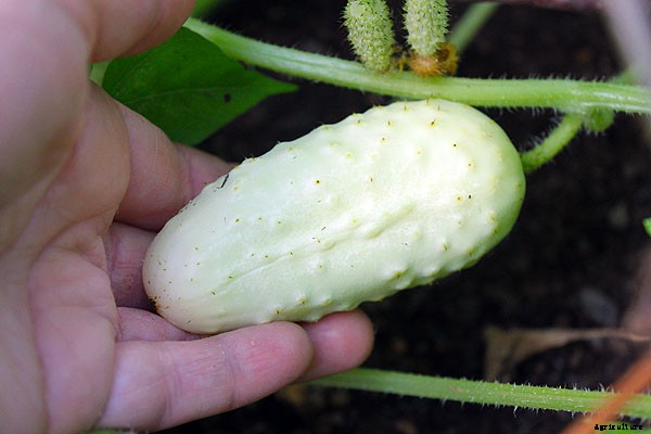 Unusual cucumbers