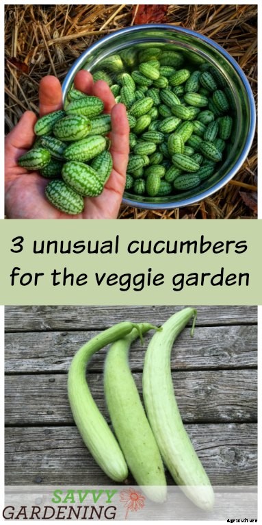 Unusual cucumbers