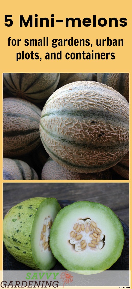 5 Mini melons for small gardens and containers