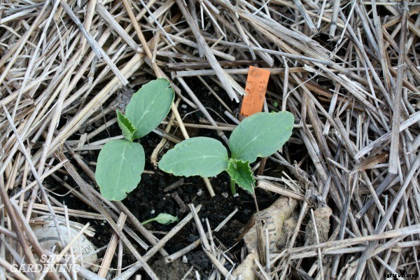 5 Mini melons for small gardens and containers