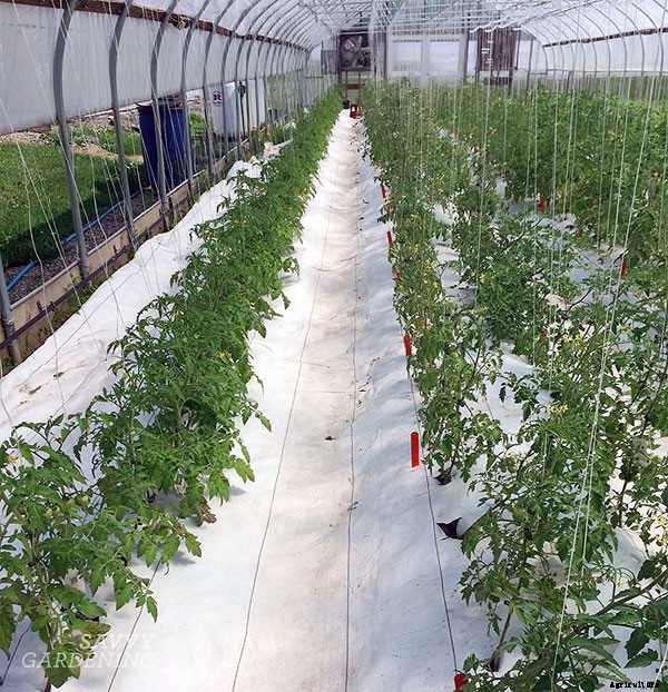 Grafted tomatoes