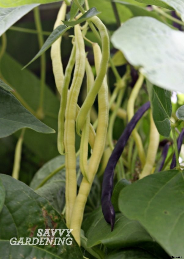 Growing beans: pole versus runner