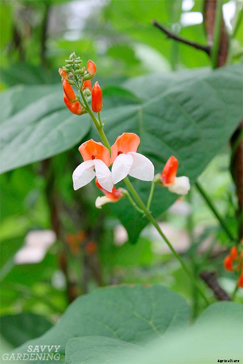Growing beans: pole versus runner