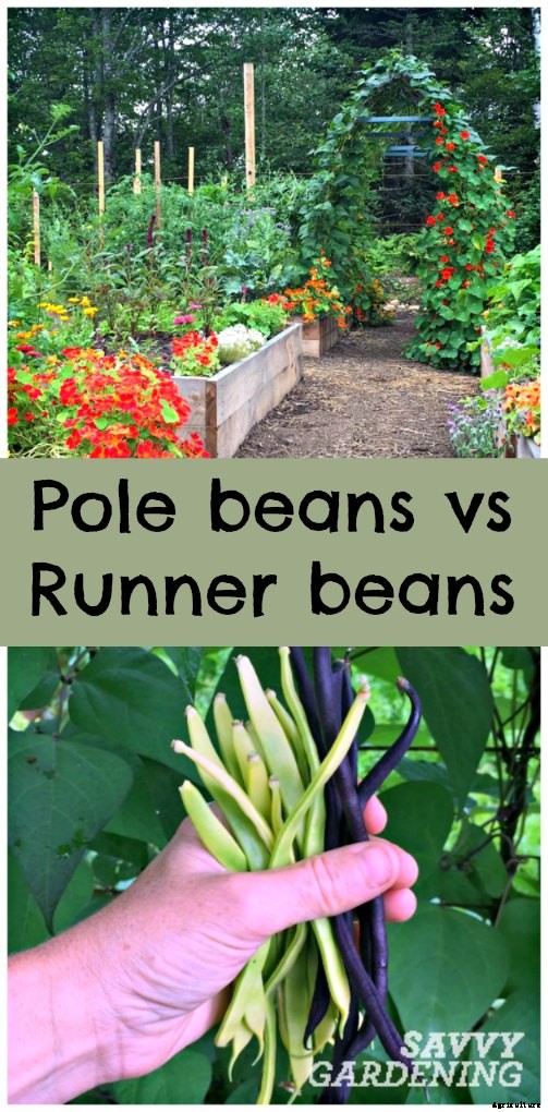 Growing beans: pole versus runner