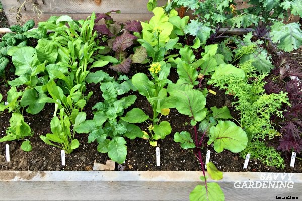 Plant fast-growing vegetables for a homegrown harvest in six weeks or less