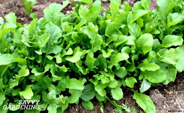 Plant fast-growing vegetables for a homegrown harvest in six weeks or less