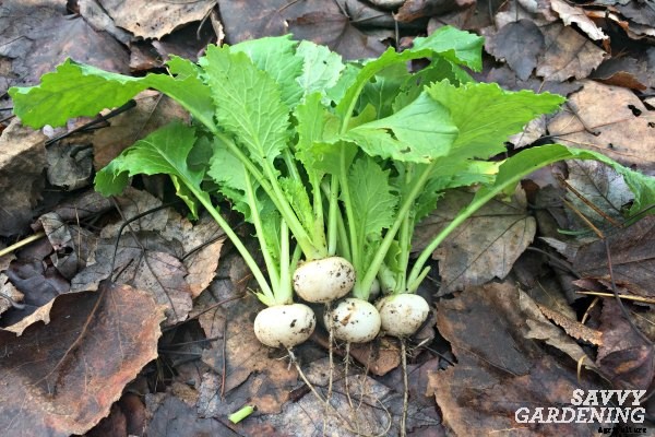 Plant fast-growing vegetables for a homegrown harvest in six weeks or less