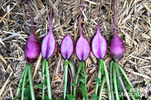 Plant fast-growing vegetables for a homegrown harvest in six weeks or less