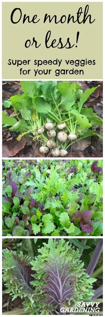 Plant fast-growing vegetables for a homegrown harvest in six weeks or less